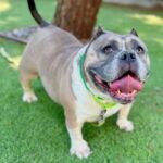 An image of Gossip. Gossip is a Terrier, Pit Bull.