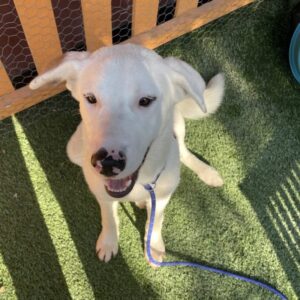 An image of Baker. Baker is a Retriever, Labrador.
