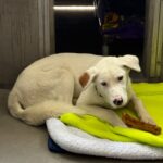 An image of Baker. Baker is a Retriever, Labrador.