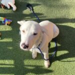 An image of Baker. Baker is a Retriever, Labrador.