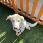 An image of Baker. Baker is a Retriever, Labrador.