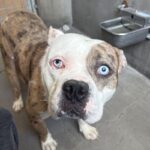 An image of Dino. Dino is a Bulldog.
