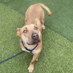 An image of Rubble. Rubble is a Retriever, Labrador.