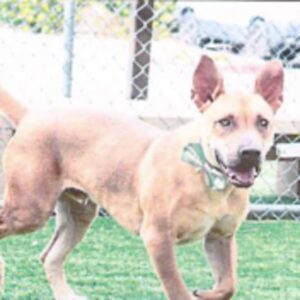 An image of Rubble. Rubble is a Retriever, Labrador.