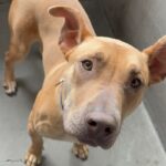 An image of Rubble. Rubble is a Retriever, Labrador.