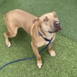 An image of Rubble. Rubble is a Retriever, Labrador.