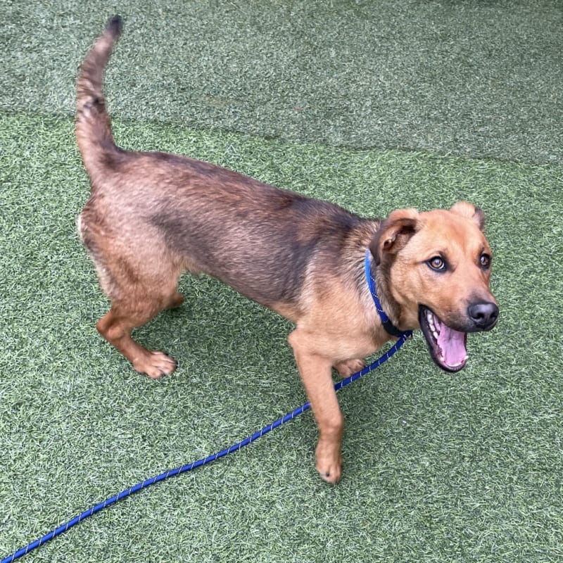An image of Rocky. Rocky is a Shepherd, German.