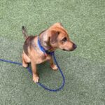 An image of Rocky. Rocky is a Shepherd, German.