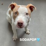 An image of Sodapop. Sodapop is a Terrier, Pit Bull.