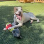 An image of Sodapop. Sodapop is a Terrier, Pit Bull.