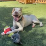 An image of Sodapop. Sodapop is a Terrier, Pit Bull.