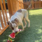 An image of Sodapop. Sodapop is a Terrier, Pit Bull.