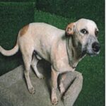 An image of Zipper. Zipper is a Queensland Heeler.