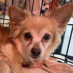 An image of Unity. Unity is a Chihuahua, Long Coat.