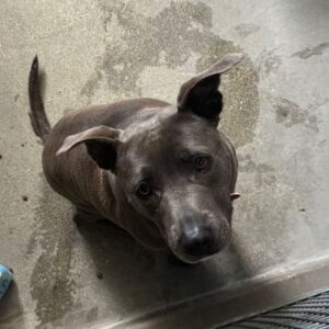An image of Harlow. Harlow is a Terrier, Pit Bull.