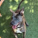 An image of Harlow. Harlow is a Terrier, Pit Bull.