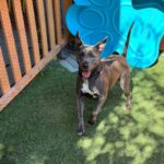 An image of Harlow. Harlow is a Terrier, Pit Bull.