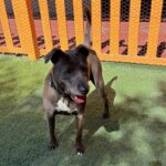 An image of Harlow. Harlow is a Terrier, Pit Bull.