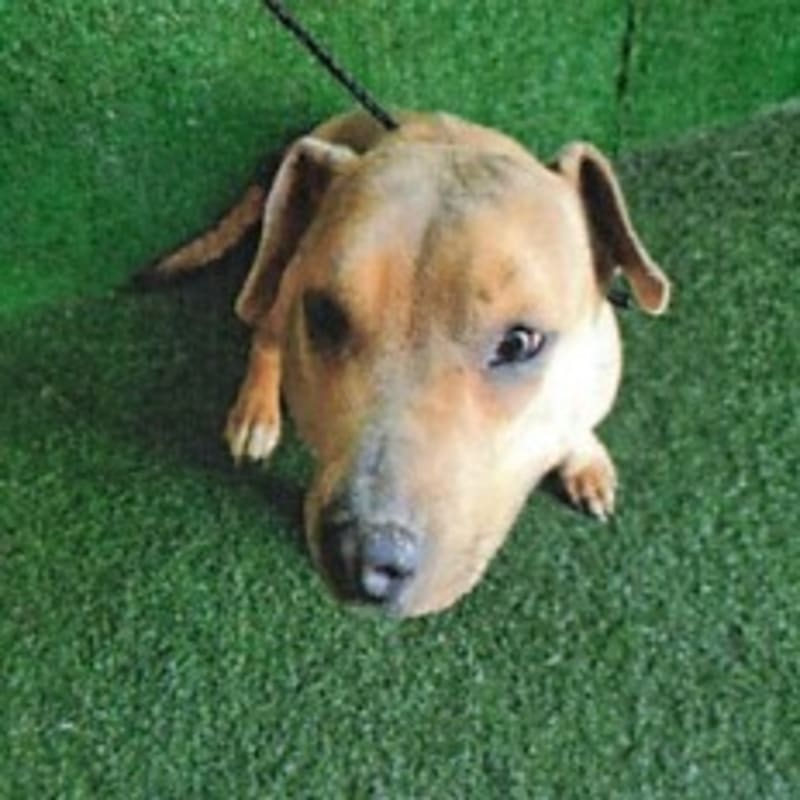 An image of Loretta. Loretta is a Terrier, Pit Bull.