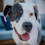 An image of Zena. Zena is a Great Dane.