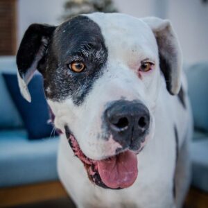 An image of Zena. Zena is a Great Dane.