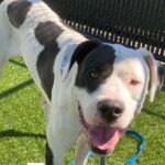 An image of Zena. Zena is a Great Dane.