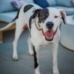An image of Zena. Zena is a Great Dane.