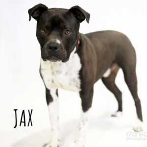 An image of Jax. Jax is a Terrier, Pit Bull.