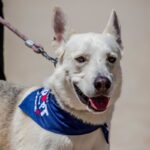 An image of Zucco. Zucco is a Husky/Mixed Breed (Medium).
