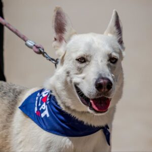 An image of Zucco. Zucco is a Husky/Mixed Breed (Medium).