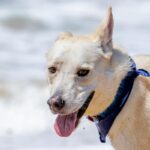 An image of Zucco. Zucco is a Husky/Mixed Breed (Medium).