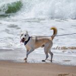 An image of Zucco. Zucco is a Husky/Mixed Breed (Medium).