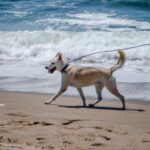 An image of Zucco. Zucco is a Husky/Mixed Breed (Medium).