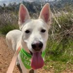 An image of Zucco. Zucco is a Husky/Mixed Breed (Medium).