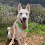 An image of Zucco. Zucco is a Husky/Mixed Breed (Medium).