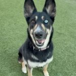 An image of Suki. Suki is a Shepherd/Husky.
