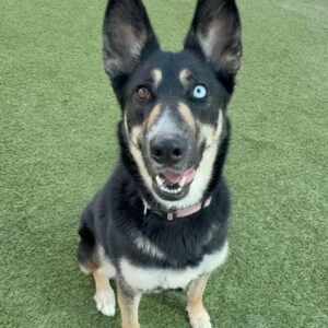 An image of Suki. Suki is a Shepherd/Husky.