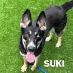 An image of Suki. Suki is a Shepherd/Husky.