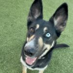 An image of Suki. Suki is a Shepherd/Husky.