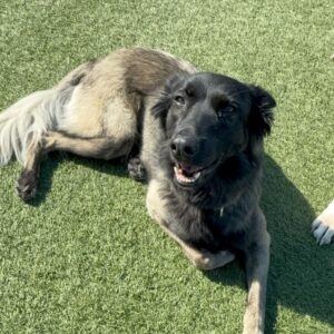 An image of Fiona. Fiona is a Shepherd, Belgian Malinois/Mix.