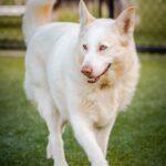 An image of Winter. Winter is a Husky/Mix.