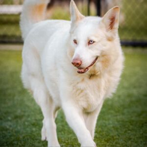 An image of Winter. Winter is a Husky/Mix.