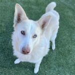 An image of Winter. Winter is a Husky/Mix.