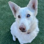 An image of Winter. Winter is a Husky/Mix.