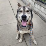 An image of Bandit. Bandit is a Husky.