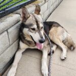 An image of Bandit. Bandit is a Husky.