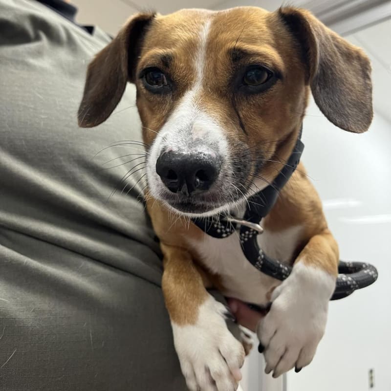 An image of Bam Bam. Bam Bam is a Dachshund, Standard Smooth Haired/Mixed Breed (Small).
