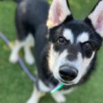 An image of Boston. Boston is a Husky/Mixed Breed (Medium).