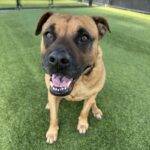 An image of Owl. Owl is a Boxer/Mixed Breed (Large).