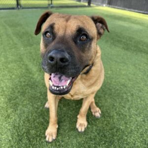 An image of Owl. Owl is a Boxer/Mixed Breed (Large).